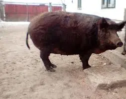 Purcea mangalița ofertă!