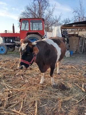 Vând vacă gestantă și vițea 