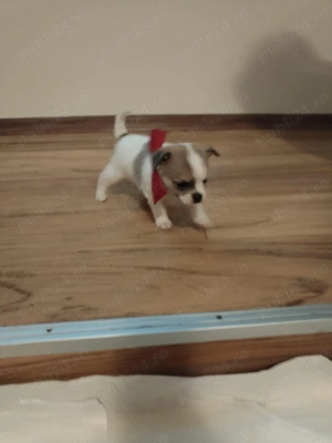 Pui Chiuhuahua de vanzare - imagine 3