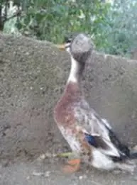 Rățoi moțați și ouă rață moțată - imagine 2