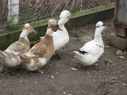 Rățoi moțați și ouă rață moțată