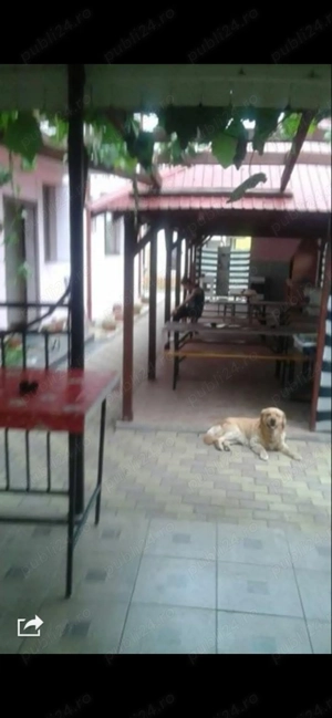 Angajez femeie curatenie vara 2026 - imagine 2