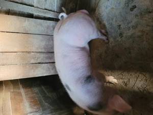 Vier de prăsilă!  - imagine 4