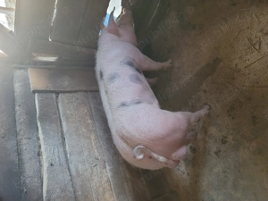 Vier de prăsilă!  - imagine 2