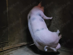 Vier de prăsilă!  - imagine 3