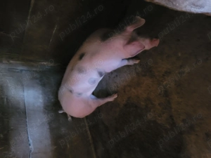 Vier de prăsilă!  - imagine 5