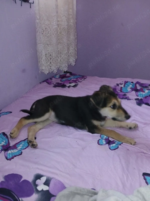 Donez Catelusa - imagine 2