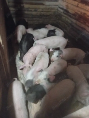 purcei de vânzare  - imagine 5