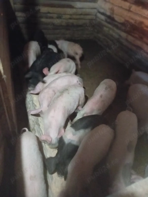 purcei de vânzare  - imagine 2