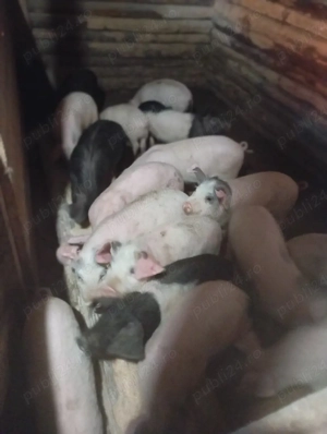 purcei de vânzare  - imagine 3