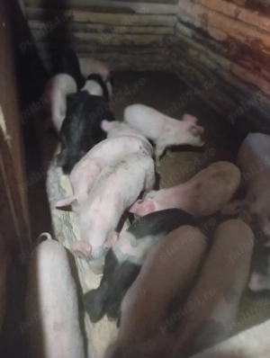 purcei de vânzare  - imagine 4