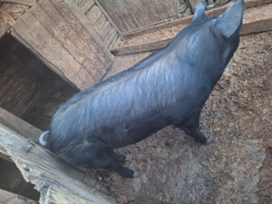 Vand porc  de sacrificat  - imagine 2