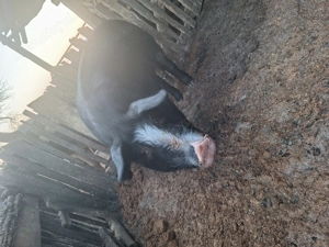 Vand porc  de sacrificat 