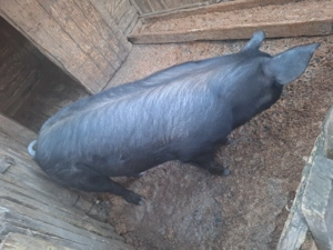 Vand porc  de sacrificat  - imagine 3