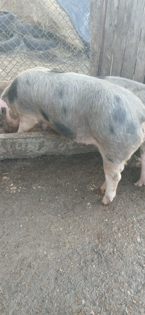 De vănzare 3 scrofițe pietran. - imagine 2