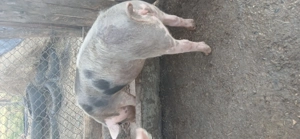 De vănzare 3 scrofițe pietran. - imagine 5