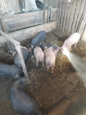 Purcei de vînzare - imagine 2