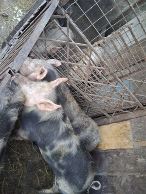 vand porci pietran - imagine 3