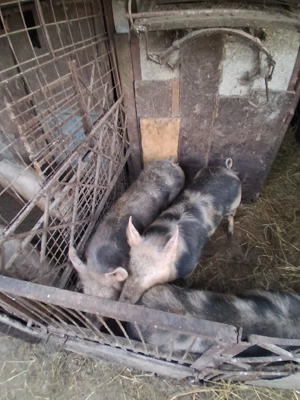 vand porci pietran - imagine 4