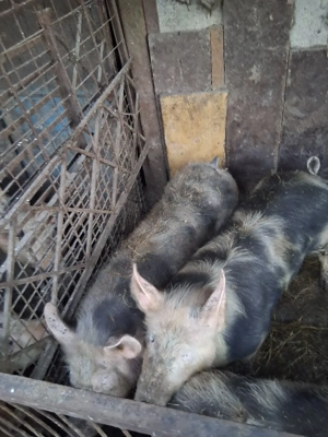 vand porci pietran - imagine 2