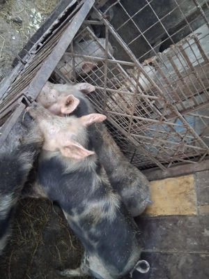 vand porci pietran - imagine 5