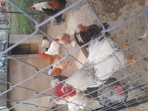 Vând cocoși tineri - imagine 3