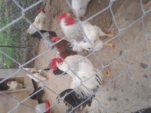 Vând cocoși tineri