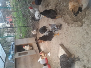 Vând cocoși tineri - imagine 4