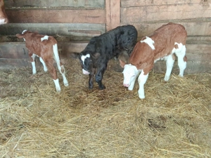 Vand 3 taurasi frumosi