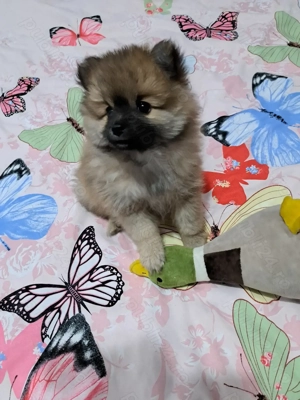 Pomeranian pui,mascul. - imagine 3