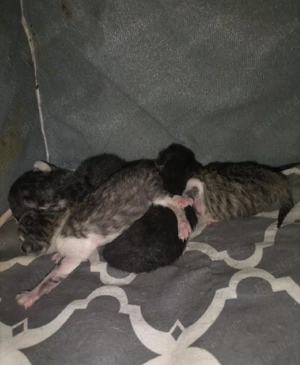 pui british superbi - imagine 3