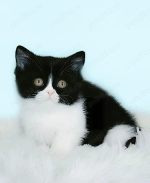 pui british superbi - imagine 2