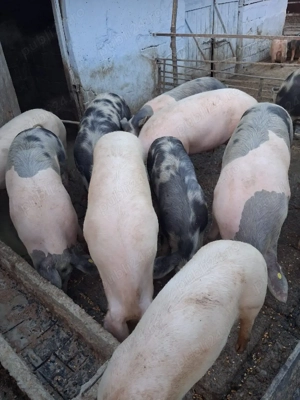 vând porcii marele alb cu petrean  - imagine 3