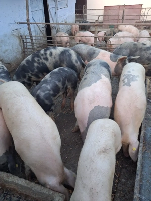 vând porcii marele alb cu petrean 