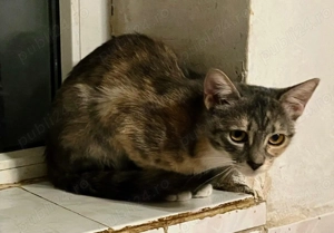 Metisi British Shorthair pui - imagine 4