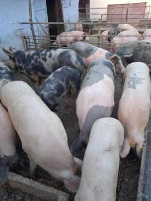 vând porcii marele alb cu petrean  - imagine 2