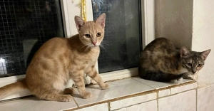 Metisi British Shorthair pui - imagine 5