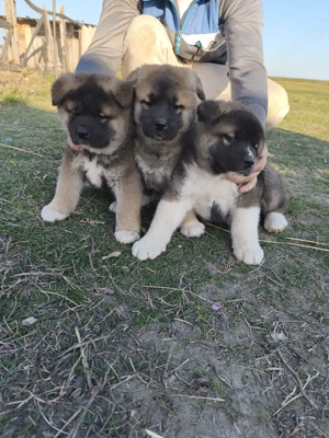 Catelusi Akita American