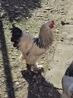 Cocoș Brahma Herminat Deschis  - imagine 3