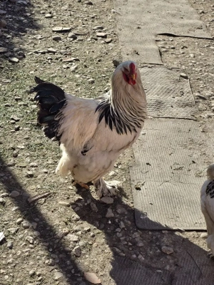 Cocoș Brahma Herminat Deschis  - imagine 2