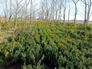 Vând Buxus 