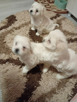 De vânzare  - imagine 2