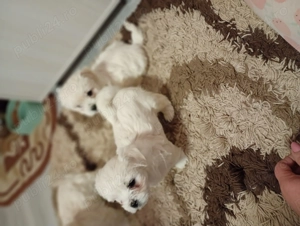 De vânzare  - imagine 3