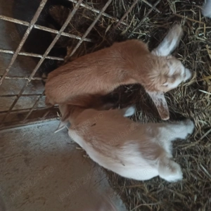 Vând iezi sugari  - imagine 2