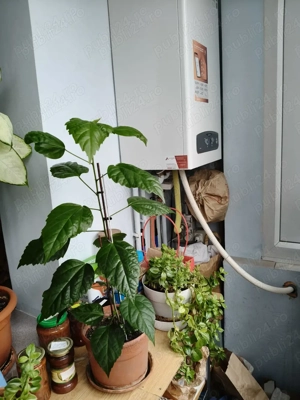 Apartament 3 camere Lipovei etaj 2 langa Scoala amenajat mobilat utilat ocupabil imediat - imagine 8