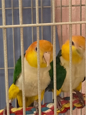 pereche de caigue inelati  - imagine 3