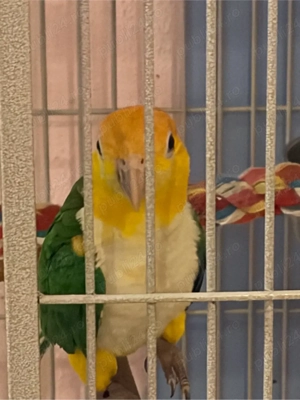 pereche de caigue inelati  - imagine 4