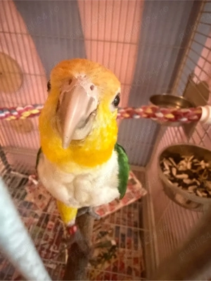 pereche de caigue inelati  - imagine 2