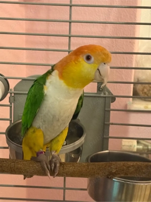 pereche de caigue inelati  - imagine 5