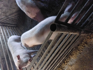 Porci rasa Landrace cu Marele Alb  - imagine 5